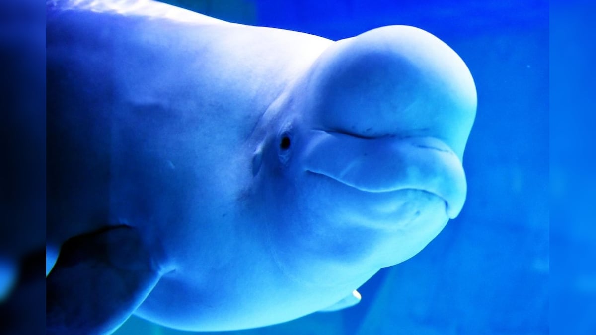 Watch: Viral Video Shows Man Poking a Beluga Whale's Head to Show How Soft it is