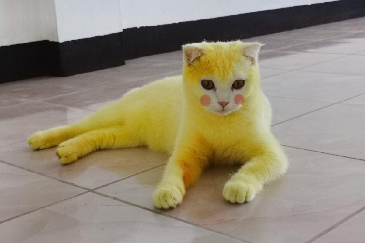 Pikachu, is That You? Woman Turns Cat Yellow After Treating its ...