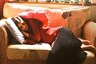 Dream Job? This Bengaluru-based Company Will Pay You Rs 1 Lakh to Sleep at Work