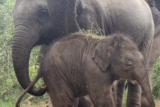 Elephant Suvarna with her calf Sudha. (Image: Twitter/@bannerghattazoo)