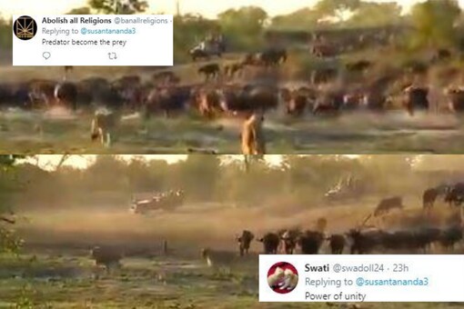 Lions get chased after attacking buffalo herd. Viral video has an important lesson. Credits: Twitter 