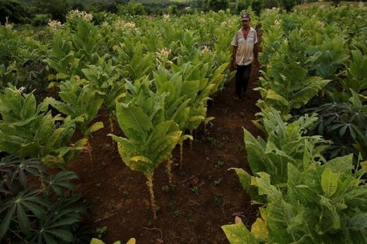 Besides exporting tobacco, the country also exports a variety of tobacco products such as cigarettes, cut tobacco, bidis, hookah, different varieties of chewing tobacco, snuff and cigars. Besides exporting tobacco, the country also exports a variety of tobacco products such as cigarettes, cut tobacco, bidis, hookah, different varieties of chewing tobacco, snuff and cigars.