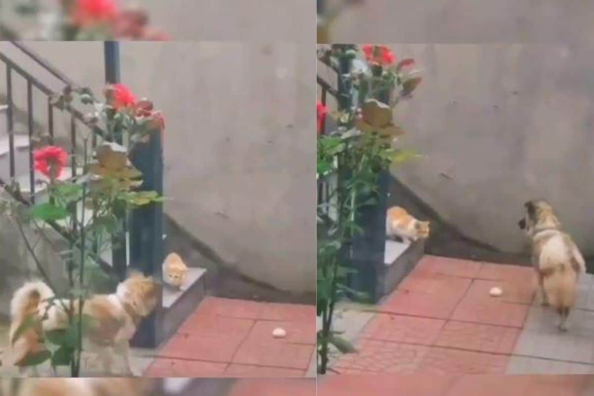 Watch This Dog Sharing Food with a Cat is All the Compassion We Need