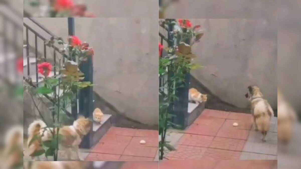 Watch: This Dog Sharing Food with a Cat is All the Compassion We Need