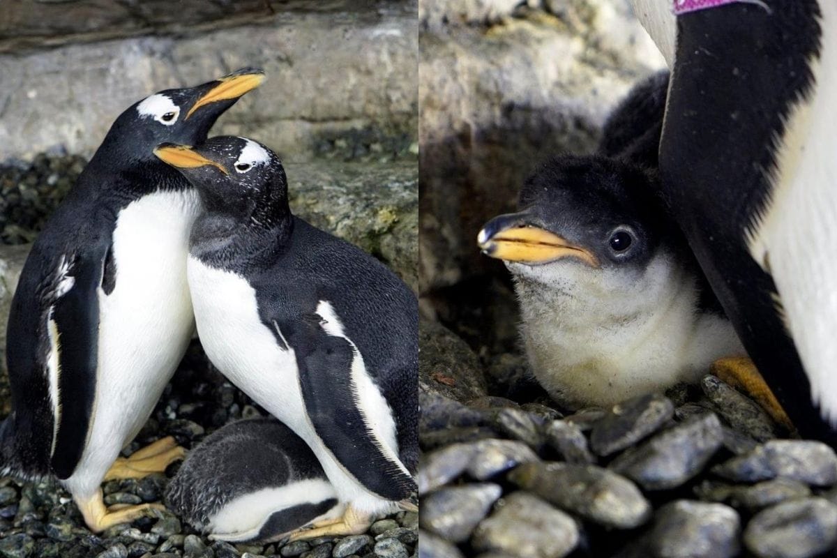 Same Sex Penguin Couple Just Became First Time Mothers To Chick After