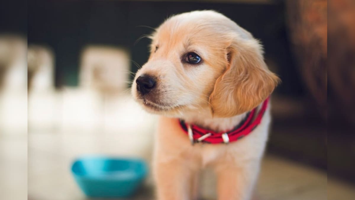 Watch: Adorable Puppy Wins Hearts After Gatecrashing Exam and Playing with Supervisor in China