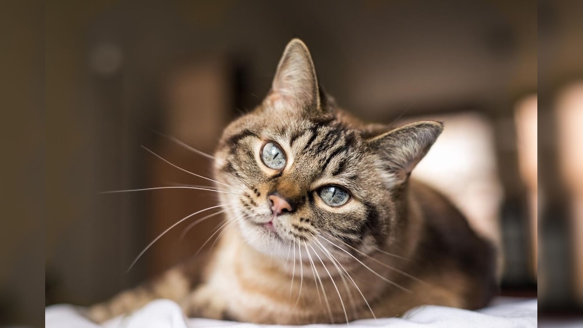 Antiviral Drug Used to Treat Cats May Also Work Against Covid-19, Say Scientists