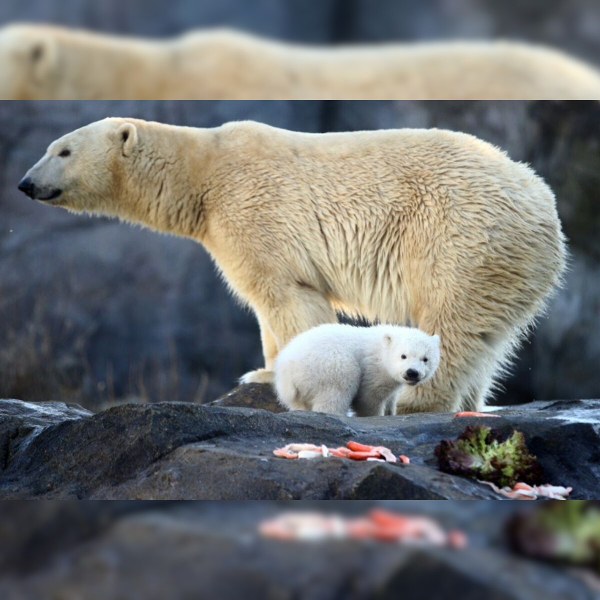 International Polar Bear Day 2021: Theme, Significance, Ways to Conserve  Depleting Population