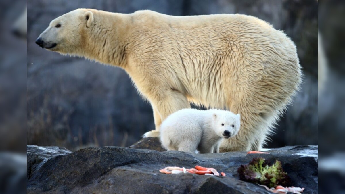 International Polar Bear Day 2021: Theme, Significance, Ways to