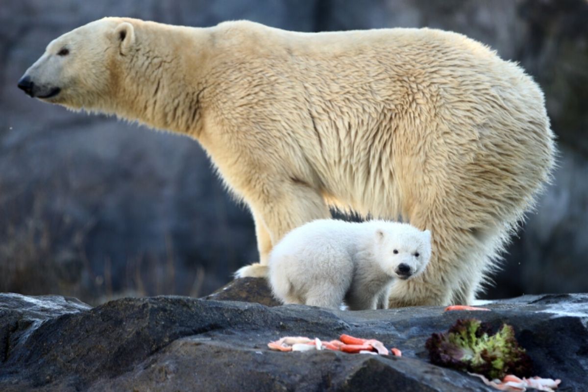 International Polar Bear Day 2021 Theme Significance Ways To Conserve Depleting Population International Polar Bear Day 2022