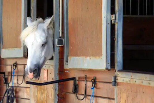 A horse stands in a box at a equestrian club in Les Yvelines, French department west of Paris. Credits: AP