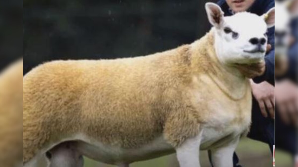 World's Most Expensive Sheep Fetches Rs 3.5 Crore at an Auction in Scotland. Here's Why