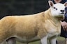 World's Most Expensive Sheep Fetches Rs 3.5 Crore at an Auction in Scotland. Here's Why