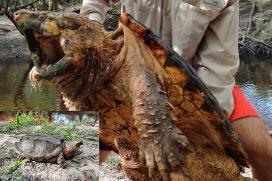 A 100-pound male Suwannee alligator snapping turtle being returned its habitat. Conservationists found the reptile, along with two others. Credits: Facebook 