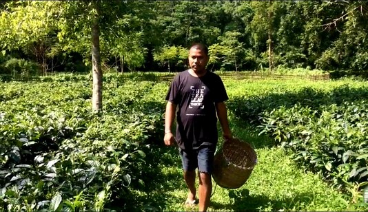 This is the highest that green tea leaves in Assam have fetched and small tea growers are elated.