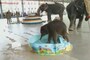 Watch: Elephant Calf Born at Karnataka Temple Plays in Tub of Water After Naming Ceremony