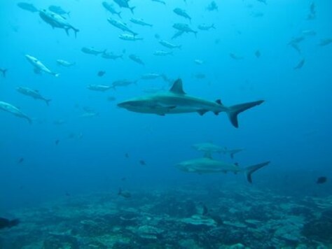 'Secret' life of sharks: Study reveals their surprising social networks