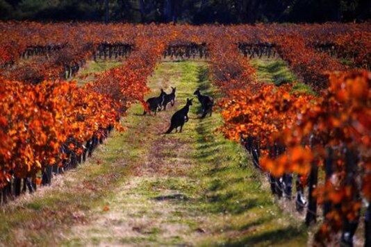 China launches anti-dumping probe into Australian wine imports