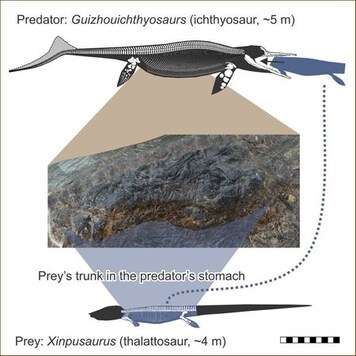 Monster swallows monster: Fossil reveals doubly fatal Triassic encounter