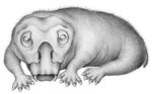 Mammal-like Triassic Creature Beat Polar Winters By Hibernating