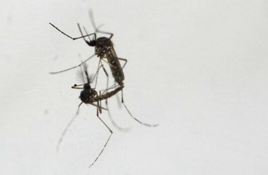 Singapore Battles Record Dengue Outbreak With More Mosquitoes