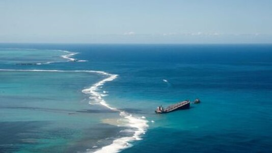'Heartwrenching' Dolphin Deaths In Mauritius Oil Spill Area Rise To 40
