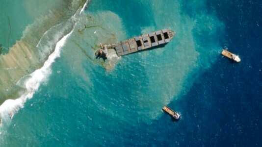 39 Dolphins, 3 Whales Wash Up On Mauritius After Oil Spill