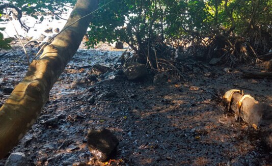 Urgent pumping removes oil from ship grounded near Mauritius