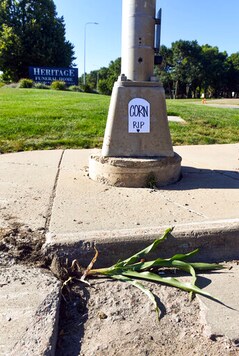 South Dakota city mourns urban cornstalk's brief life