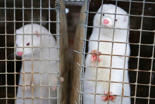 Dutch Government To Shut Down All Mink Farms By Next Year