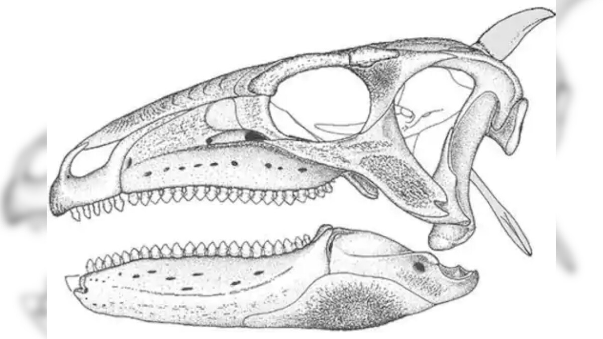 Neglected For Almost 200 Years, An Armored 'Tank' Dinosaur is Finally Getting Recognized