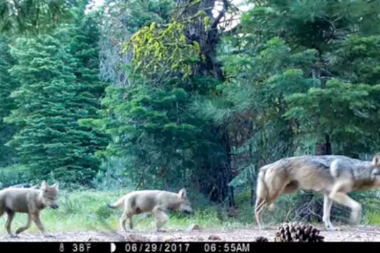 The U.S. Forest Service shows a female gray wolf and two of the three pups born in 2017 in the wilds of Lassen National Forest in Northern California. Credits: AP