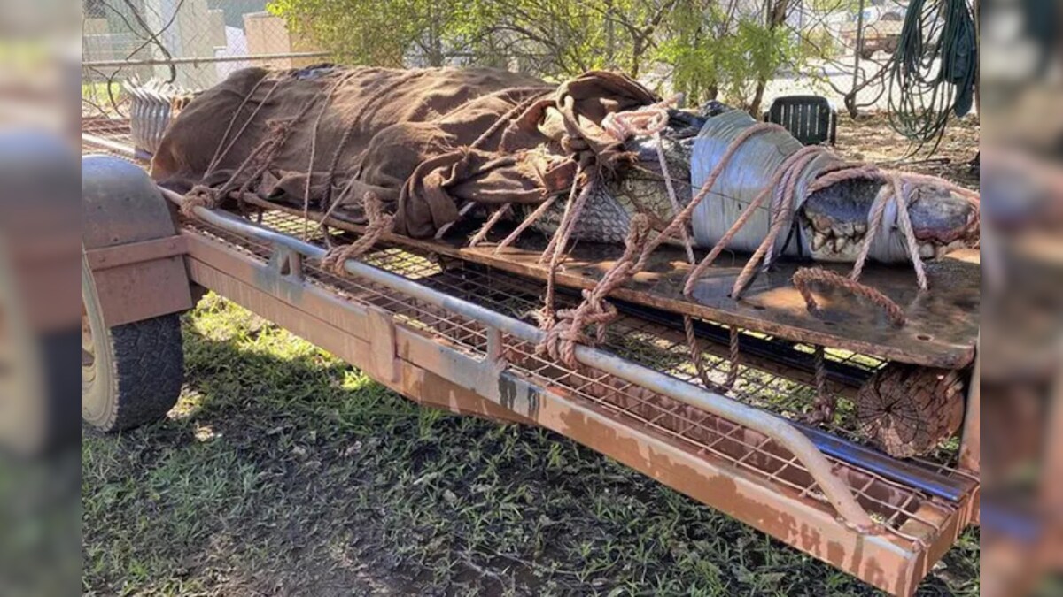 Massive 770-pound Crocodile Caught at Tourist Destination in Australia