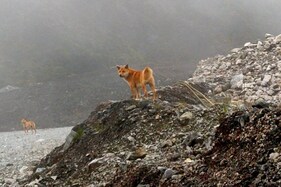 Rare Singing Dog, Believed to be Extinct in the Wild for Over 50 Years, Spotted Again