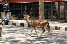 Deer Stag Wanders into Bengaluru Restaurant, Gives Forest Officials a Run for Their Money