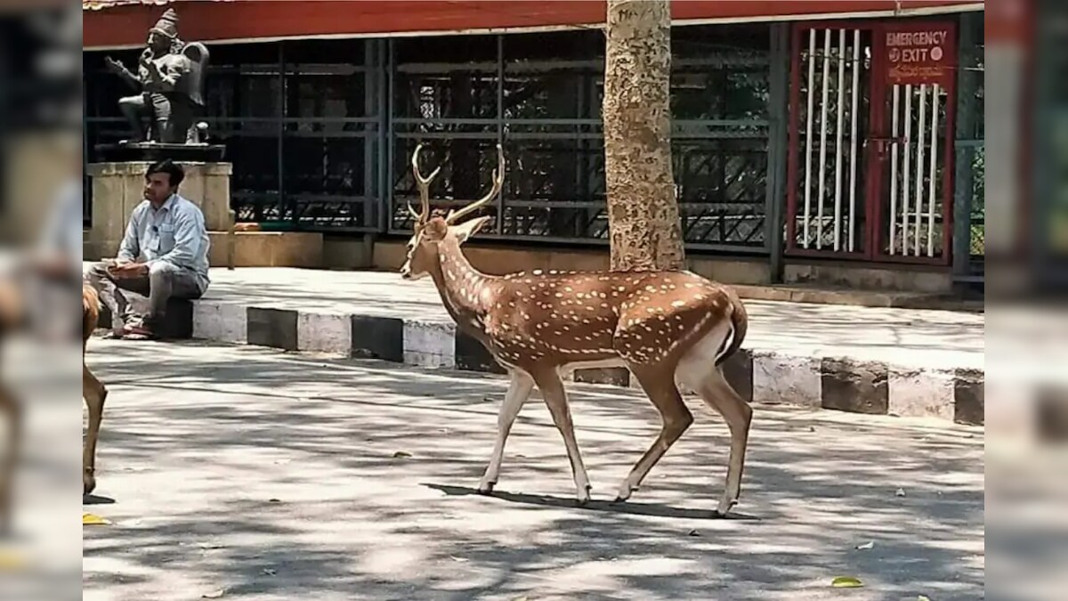 Oh Deer! Japanese Company is Making Paper Bags to Reduce Plastic Pollution For Its Animals