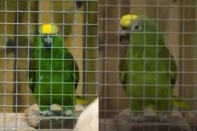 Musical Parrot's Chirpy Cover of Beyonce Song at US Wildlife Park Leaves Visitors Entranced