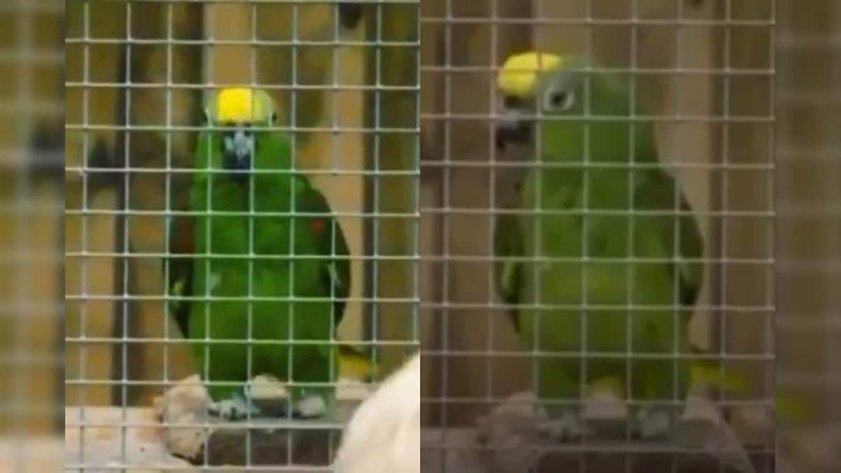 Musical Parrot's Chirpy Cover of Beyonce Song at US Wildlife Park Leaves Visitors Entranced