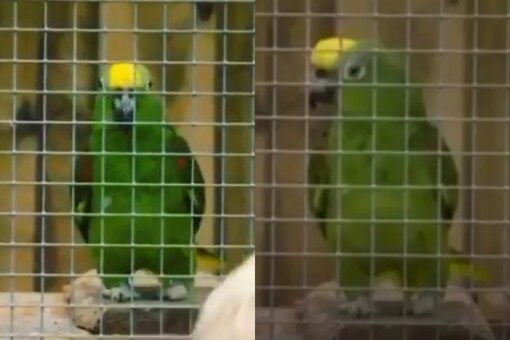 Parrot delivers rendition of Beyonce's hit song. Credits: Facebook 