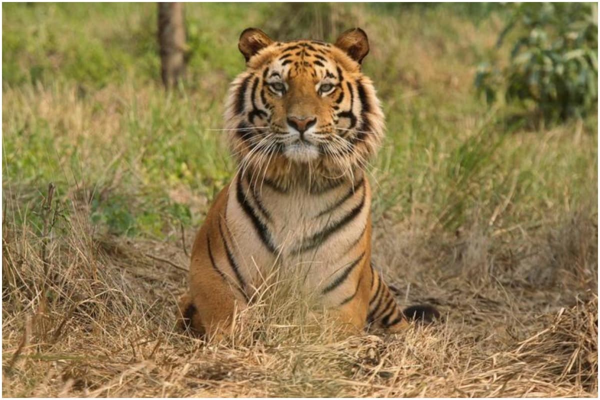Fresh Pugmarks of Tigress Spotted Twice in Telangana after 17 Years, Officials Excited