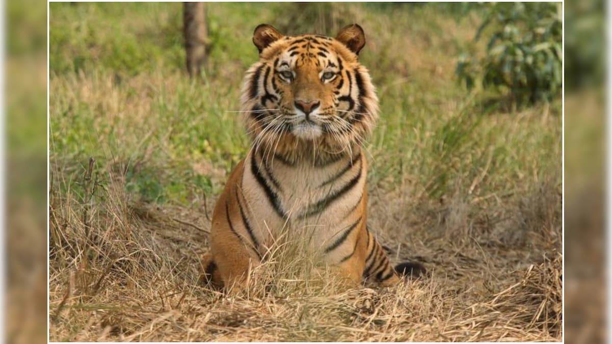 Pilbhit Reserve Lays Trap to Capture Tigress Who Ventured Out Creating Panic in Villages