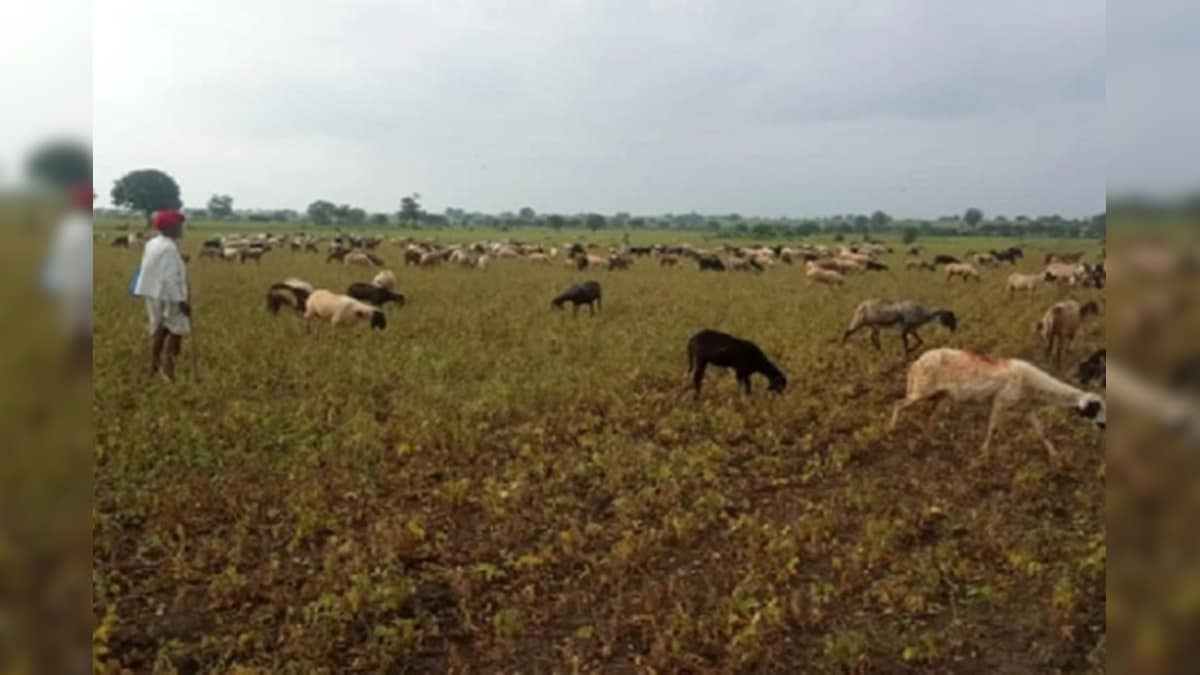 Retail Inflation for Farm, Rural Workers Rise Marginally in March Due to Higher Food Prices