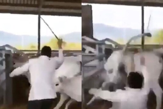Video grab of calf kicking man. 
(Credit: Twitter/ Susanta Nanda)