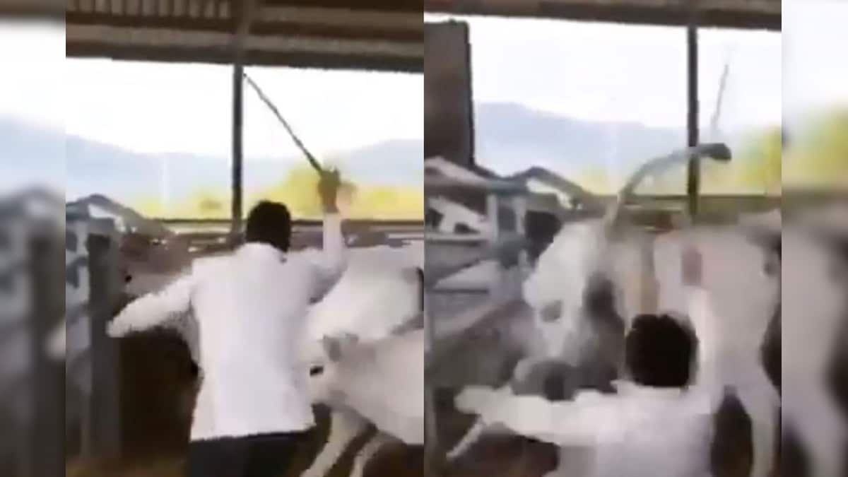 This Calf Kicking a Man while He Was Cruelly Beating Cows will Make You Believe in Karma