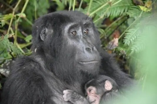 A Mother gorilla holds a newly born baby gorilla from the Rushegura gorilla family. Credits: Reuters