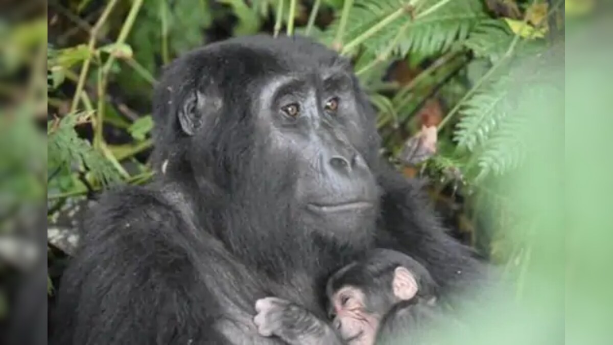 Baby Gorilla Boom: A National Park in Uganda Has Seven New Primate Additions