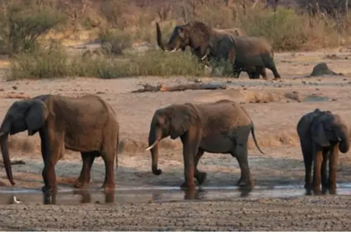 Boasting World's Largest Elephant Population, This Country's Over 300