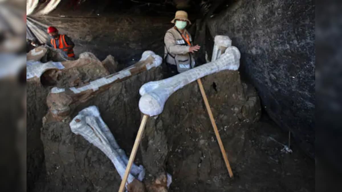 Mammoth Skeletons Found at Mexico Airport May Reveal What Caused Their Extinction