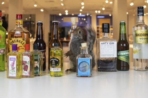The Swedish Museum of Disgusting Foods is set to add liquor brewed in prison bathrooms to the list of liquids on display from Saturday onward | Image credit: AP