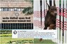 IIT Delhi Clears Air after Facing Flak for Job Ad Seeking Dog Handler with B.Tech Degree and Car
